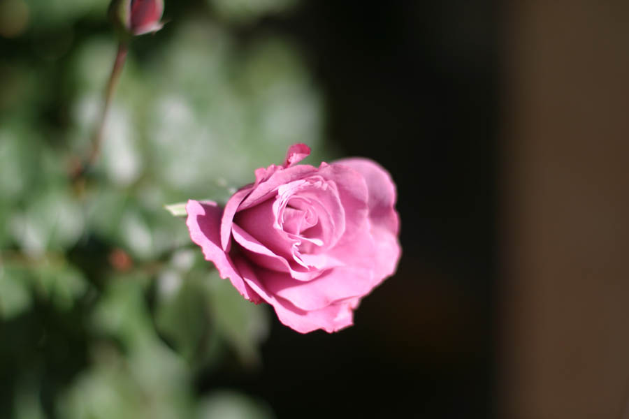 Another shot of a mauve colored rose (ISO 100, 50mm f/1.8 1/4000 sec) <!--106_0663.CRW-->

